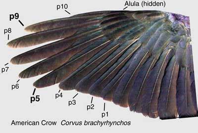 crow fish|Fish Crow ID .